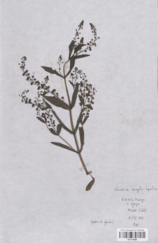 Veronica anagallis aquatica (Scrophulariaceae)