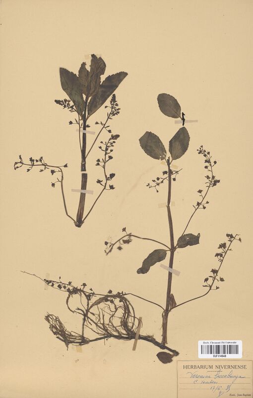 Veronica beccabunga (Scrophulariaceae)