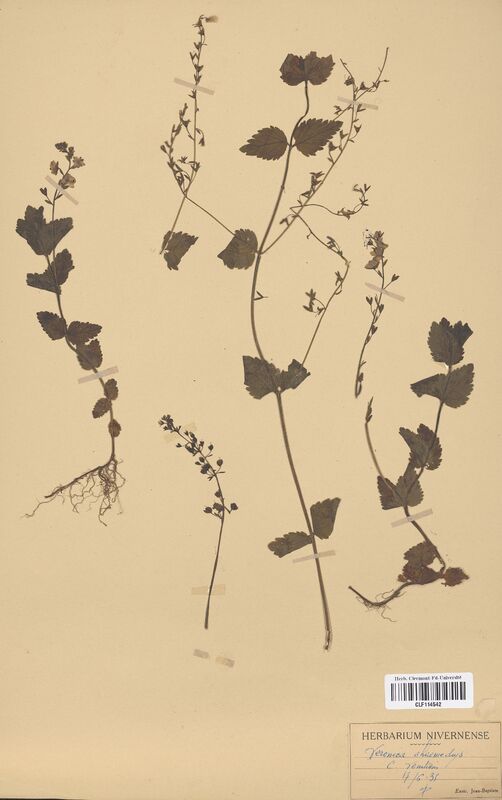 Veronica chamaedrys (Scrophulariaceae)