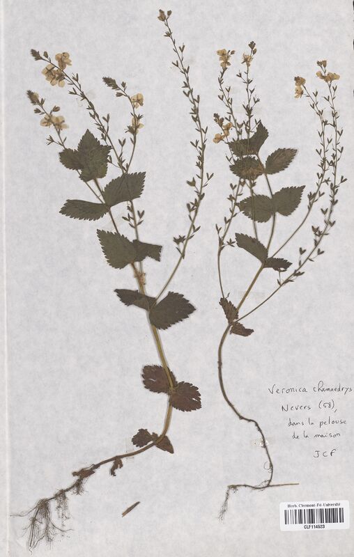 Veronica chamaedrys (Scrophulariaceae)