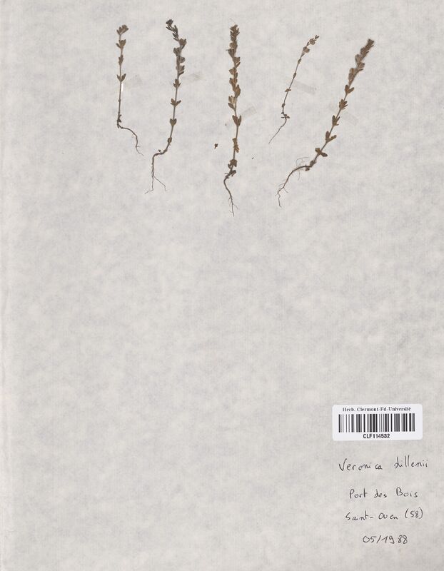 Veronica dillenii (Scrophulariaceae)