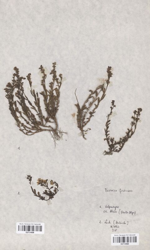 Veronica fruticans (Scrophulariaceae)
