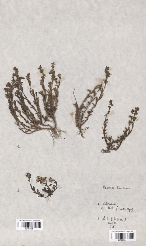 Veronica fruticans (Scrophulariaceae)