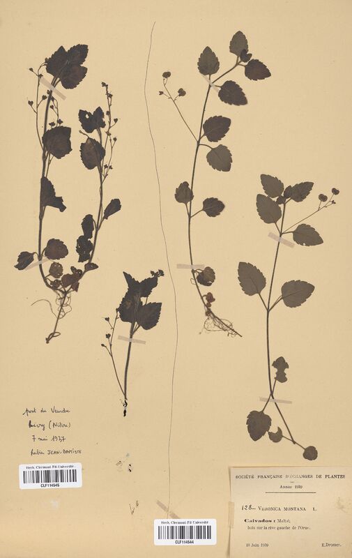 Veronica montana (Scrophulariaceae)