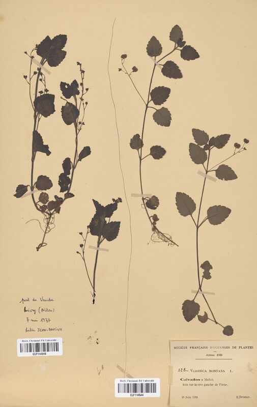 Veronica montana (Scrophulariaceae)