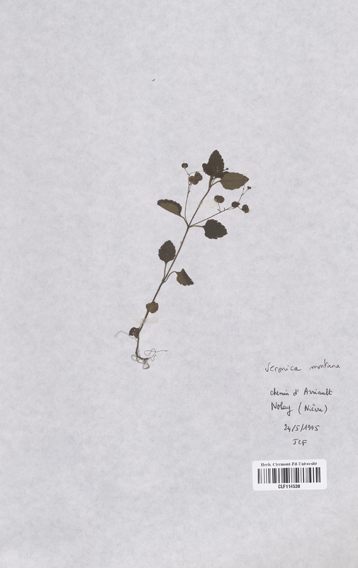 Veronica montana (Scrophulariaceae)