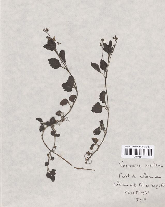 Veronica montana (Scrophulariaceae)