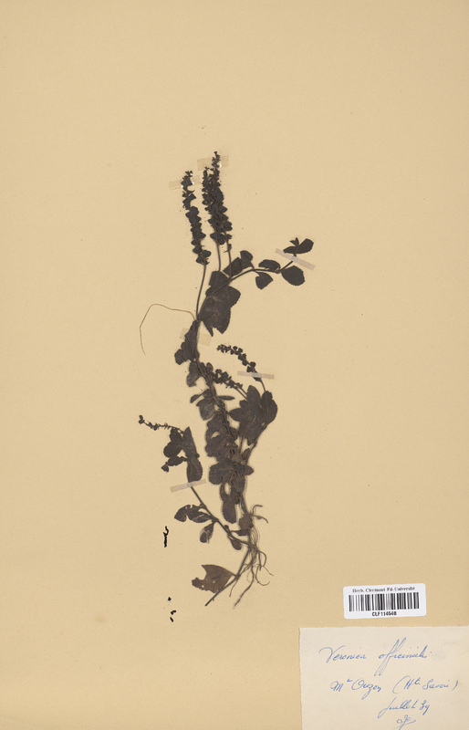 Veronica officinale (Scrophulariaceae)