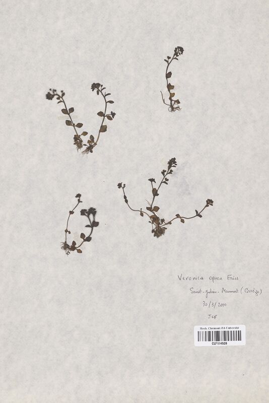 Veronica opaca fries (Scrophulariaceae)