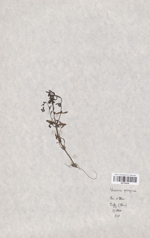 Veronica peregrina (Scrophulariaceae)