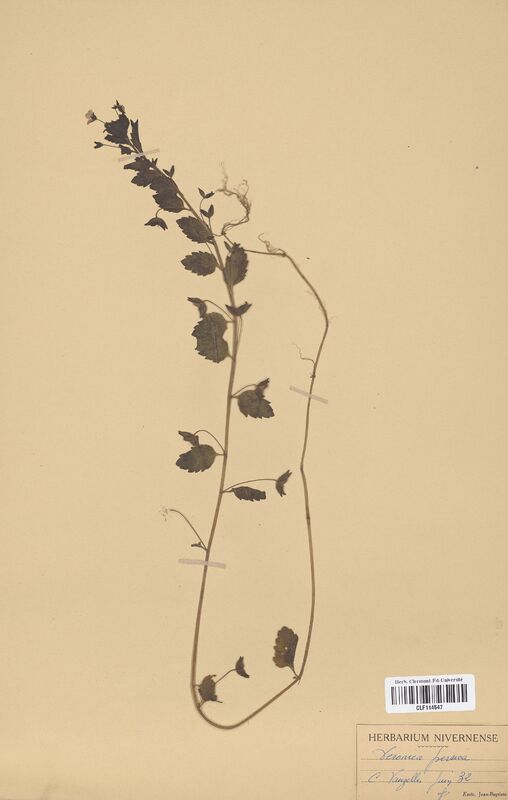 Veronica persica (Scrophulariaceae)