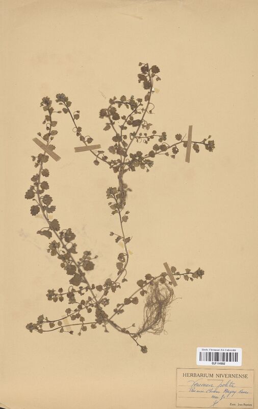 Veronica polita (Scrophulariaceae)