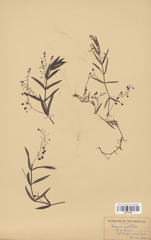Veronica scutellata (Scrophulariaceae)