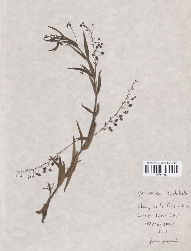 Veronica scutellata (Scrophulariaceae)
