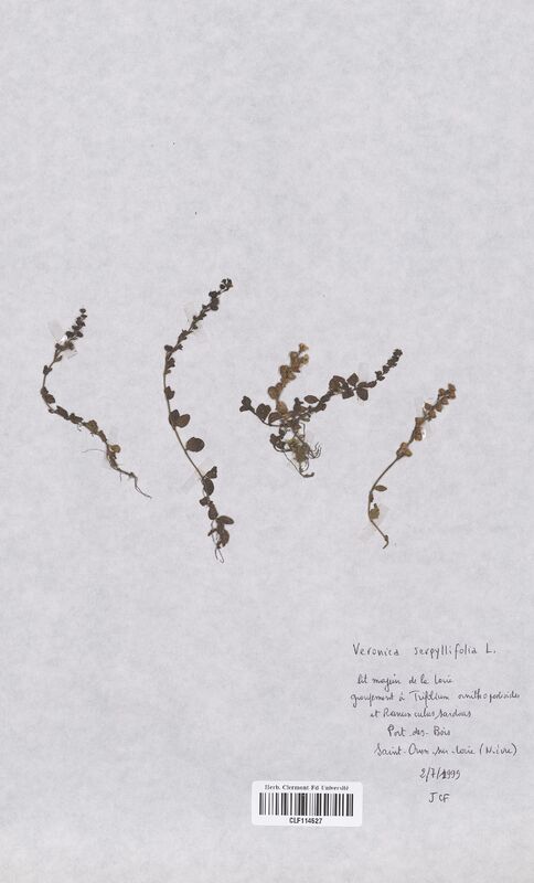 Veronica serpyllifolia (Scrophulariaceae)