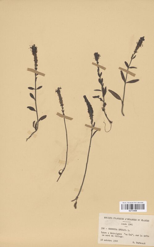 Veronica spicata (Scrophulariaceae)