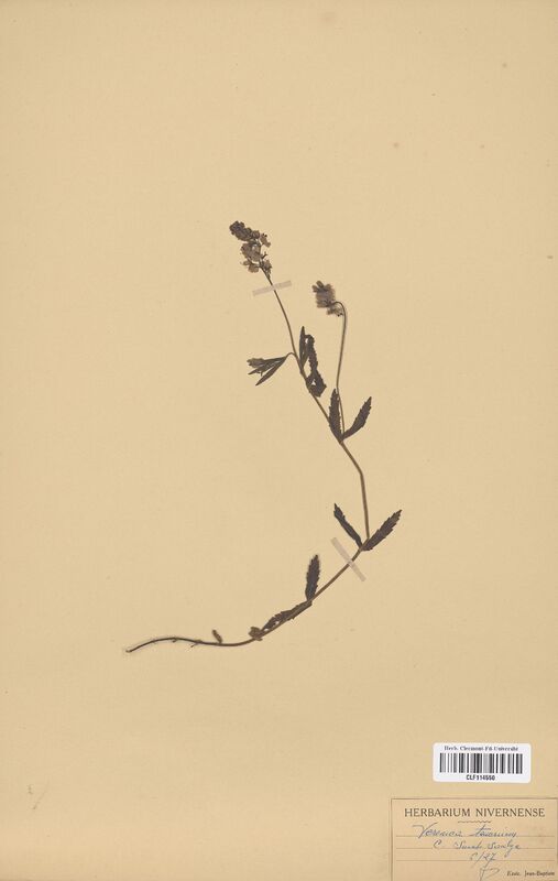Veronica teucrium (Scrophulariaceae)
