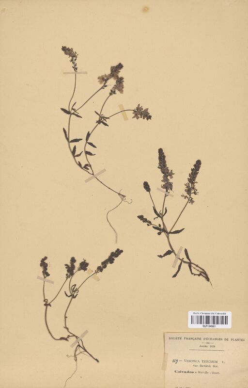 Veronica teucrium bastardi (Scrophulariaceae)
