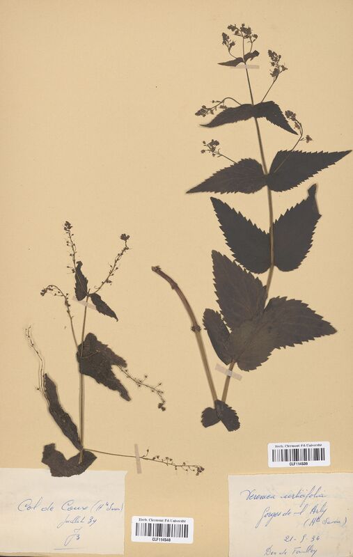 Veronica urticifolia (Scrophulariaceae)