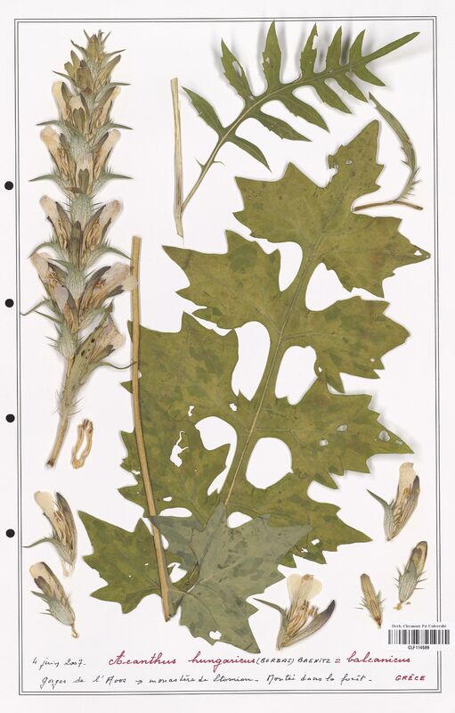 Acanthus hungaricus  (Acanthacees)