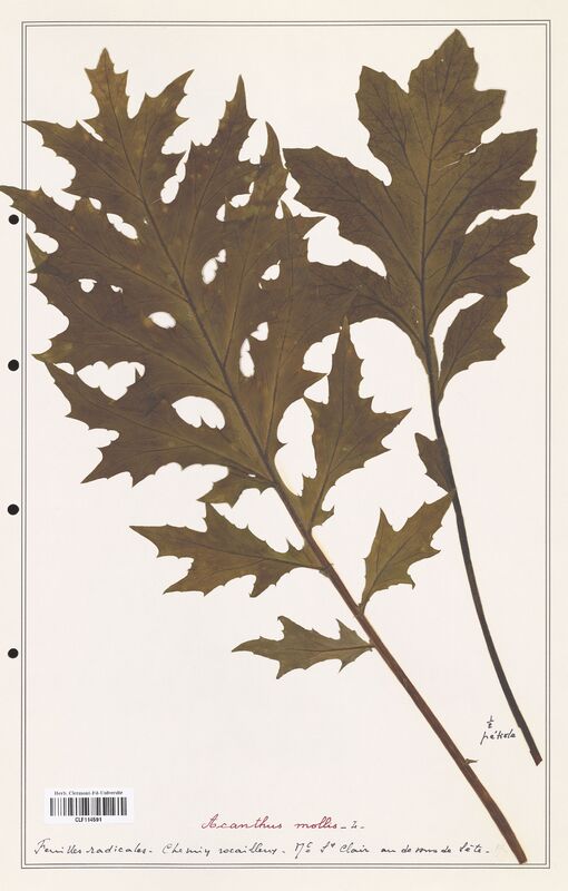 Acanthus mollis  (Acanthacees)