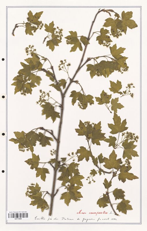 Acer campestre  (Aceracees)