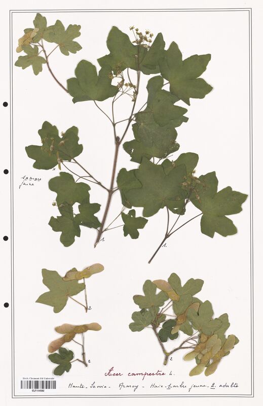 Acer campestre  (Aceracees)