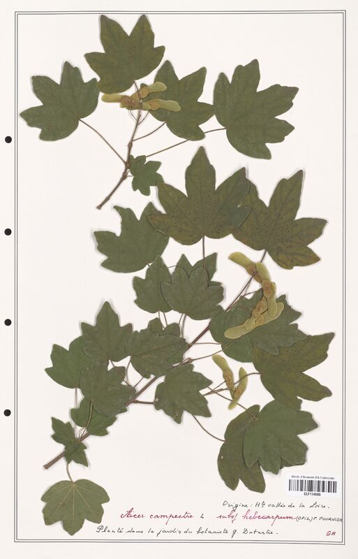 Acer campestre  (Aceracees)