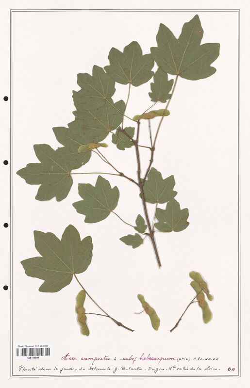 Acer campestre  (Aceracees)