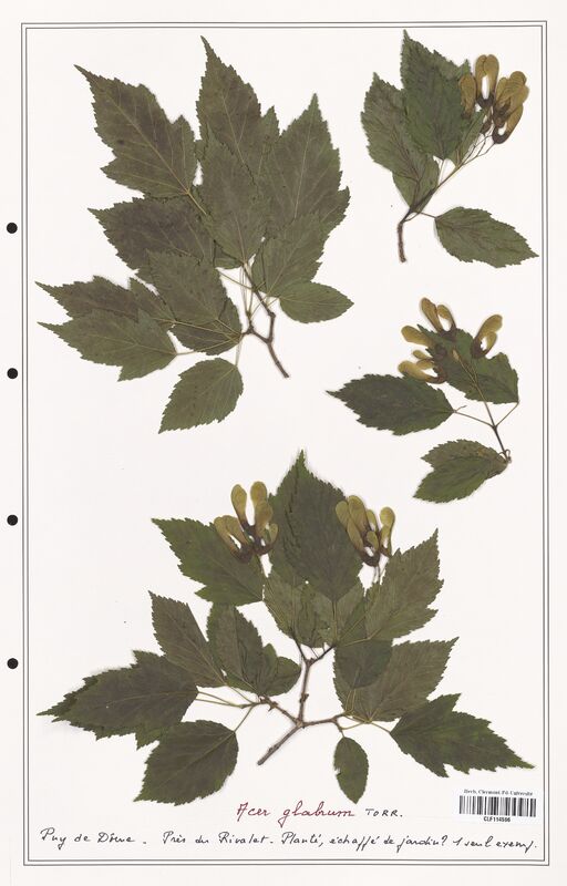 Acer glabrum  (Aceracees)