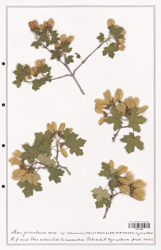 Acer granatense  (Aceracees)