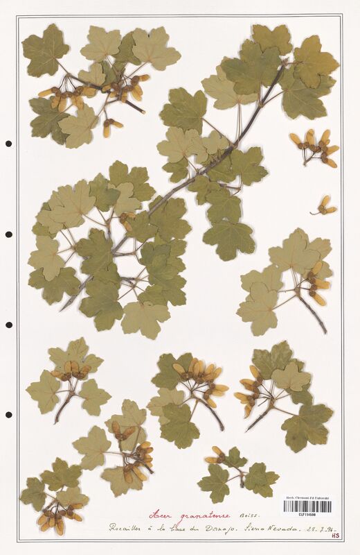 Acer granatense  (Aceracees)