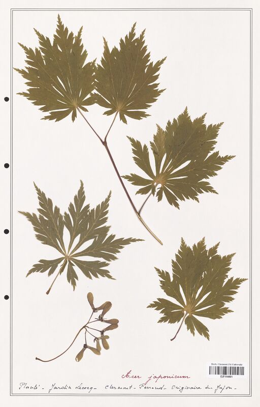 Acer japonicum  (Aceracees)