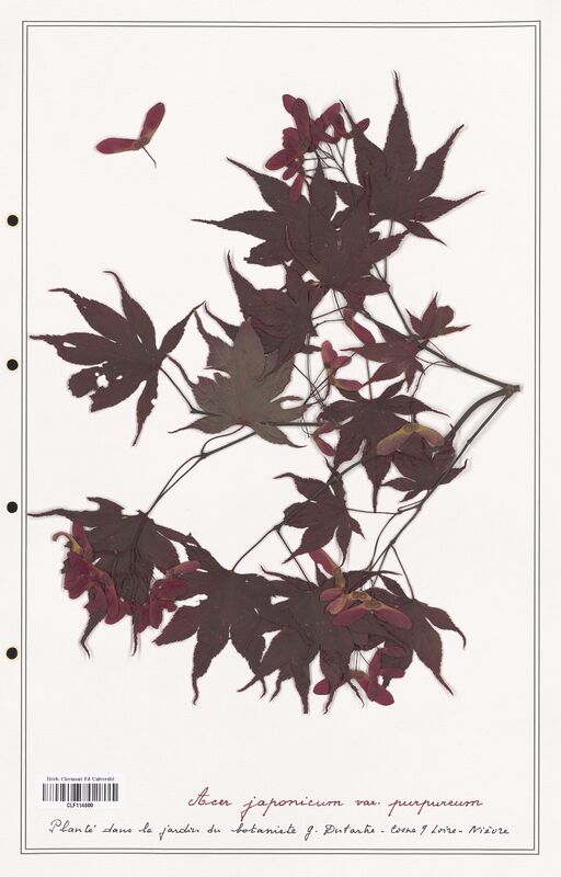 Acer japonicum  (Aceracees)
