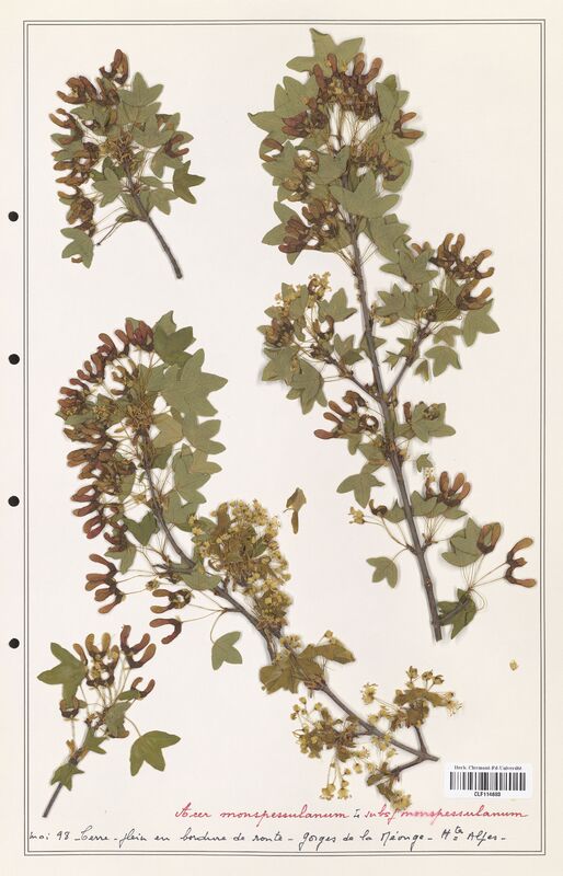 Acer monspessulanum  (Aceracees)