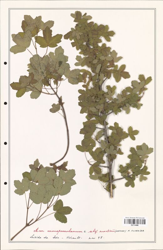 Acer monspessulanum  (Aceracees)