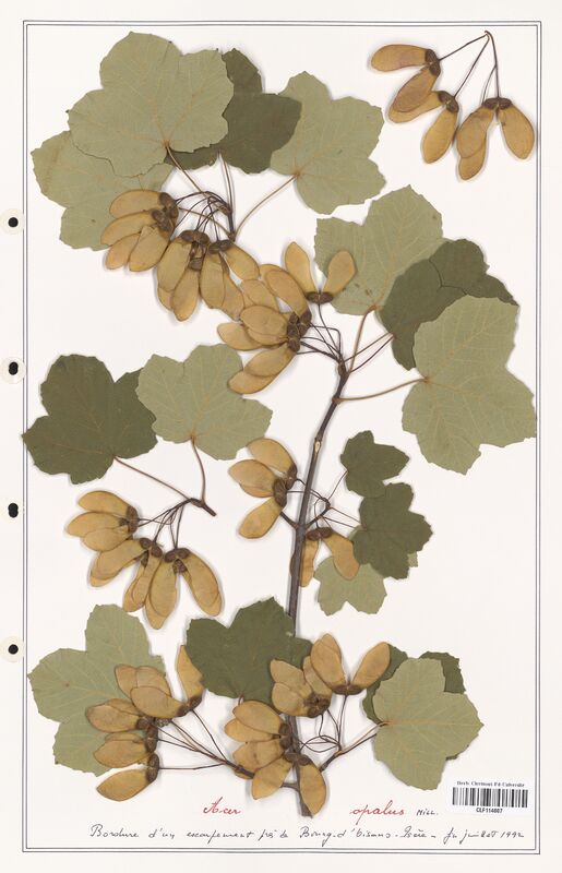 Acer opalus  (Aceracees)