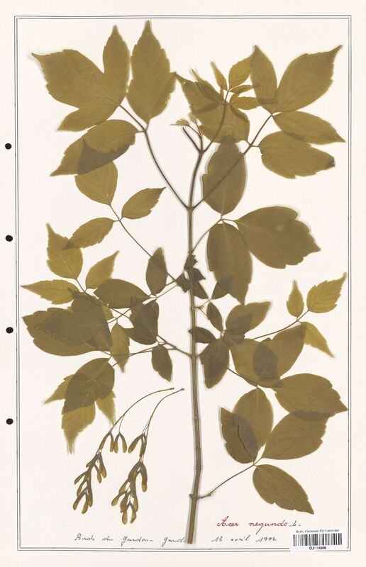 Acer negundo  (Aceracees)