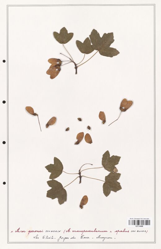 Acer opalus  (Aceracees)