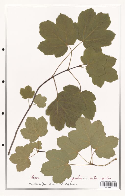 Acer opalus  (Aceracees)