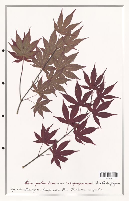 Acer palmatum  (Aceracees)