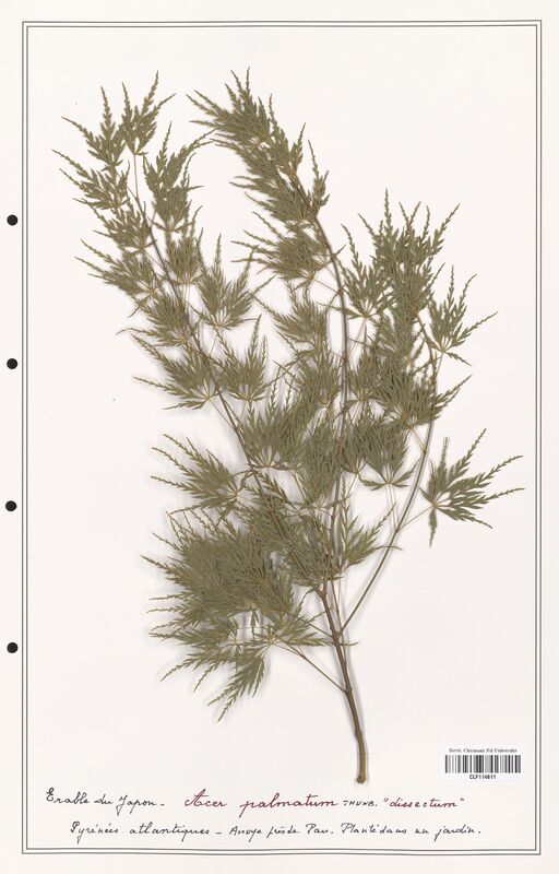 Acer palmatum  (Aceracees)