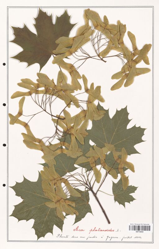 Acer platanoides  (Aceracees)