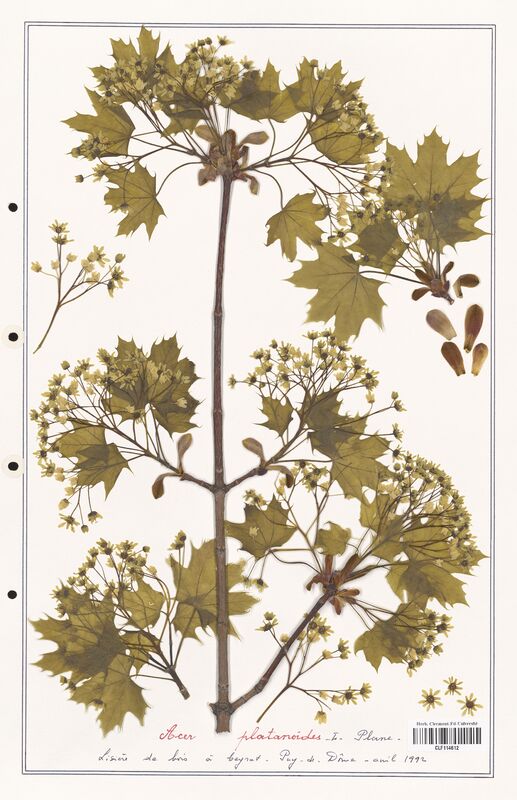 Acer platanoides  (Aceracees)