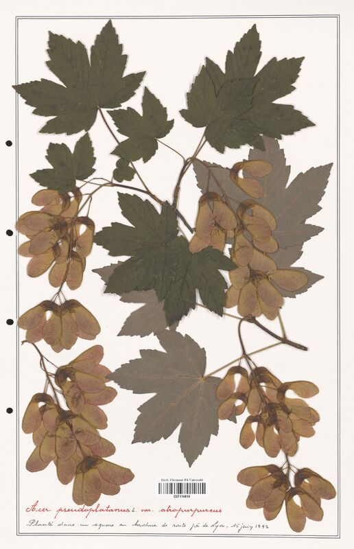 Acer pseudoplatanus  (Aceracees)
