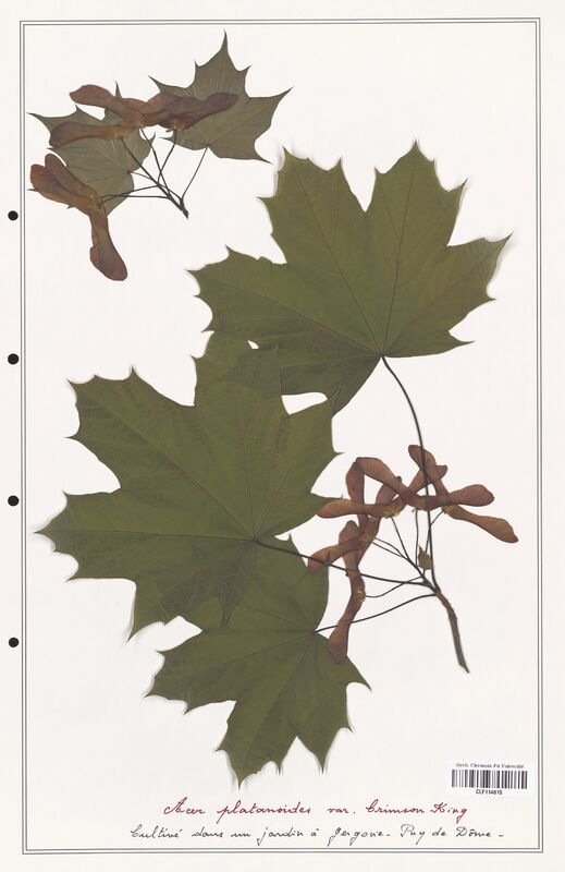 Acer platanoides  (Aceracees)