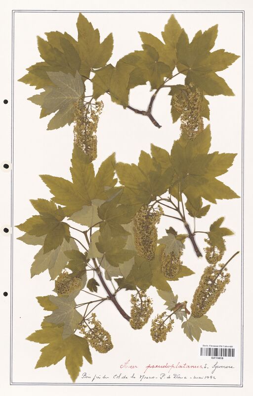Acer pseudoplatanus  (Aceracees)