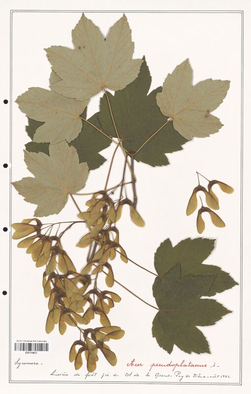 Acer pseudoplatanus  (Aceracees)