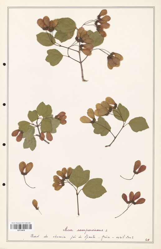 Acer sempervirens  (Aceracees)