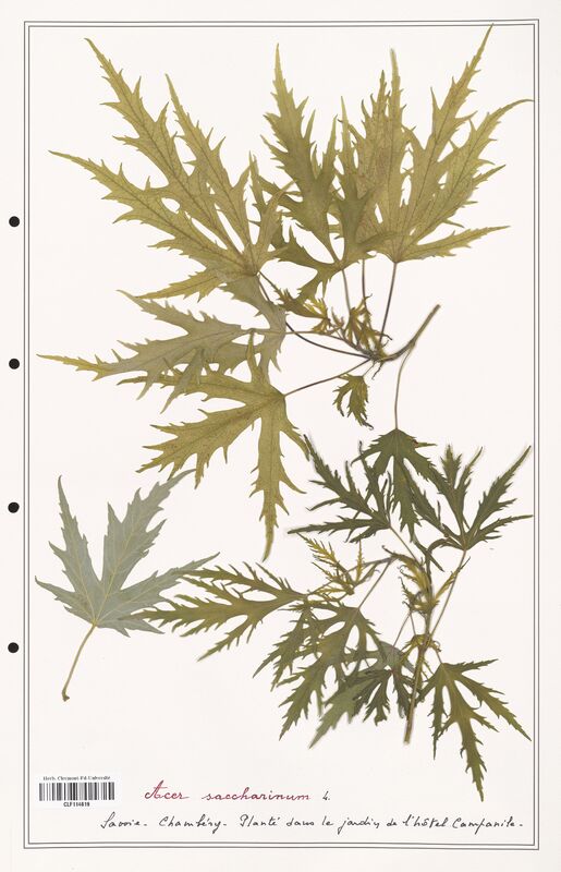 Acer saccharinum  (Aceracees)